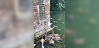 Лебеди звонят в колокол, чтобы получить еду