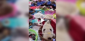 Коты зарабатывают на стримах на нужды приюта