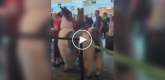 Llamas began working at the US airport