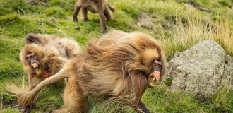Гелада: грива, клыки и вечные кровавые разборки (14 фото)
