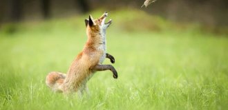 Лисьи свадьбы: как рыжие плутовки хитрят даже в брачный сезон? (9 фото)