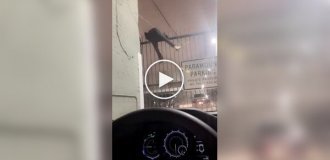 Попытка побега закончилась курьезом