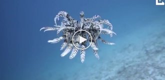 На видео попала морская лилия, возраст вида которой насчитывает почти полмиллиарда лет