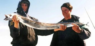 A scimitar fish: its body looks like it's cast from metal (6 photos)