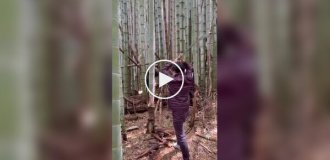 Точная рубка бамбука катаной — демонстрация настоящего мастерства