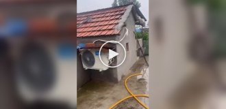In China, Even Pigs Have Air Conditioning