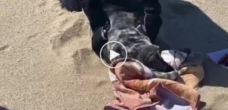 На пляжі врятували тюленя, обмотаного мотузкою навколо шиї