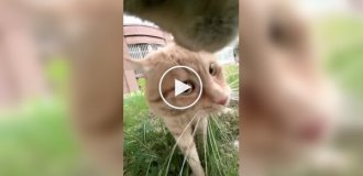 Господарі дворів