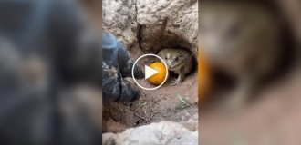 Активная оборона фрукта