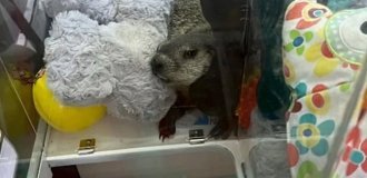 A Live Marmot Was Found in a Soft Toy Machine (4 photos)