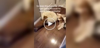 A circuit malfunctioned: a woman demonstrated her dog's daily tradition