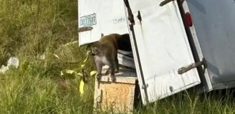 Опасные обезьяны, заражённые гепатитом С, герпесом и  COVID, сбежали из разбившегося грузовика в США (2 фото + видео)