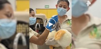 В Мексике игрушка заменила детенышу обезьяны маму