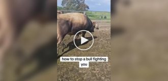 What to do if you encounter an aggressive bull