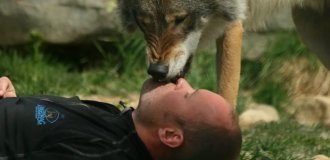 Mowgli in Reverse: A Norwegian Raised Four Wolves and Became the "Leader of the Pack" (9 photos)