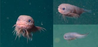 Морской слизень: рыба из Марианской впадины с глубины 8000 метров (9 фото)