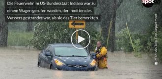A firefighter rescued a fawn from a raging current