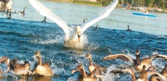 Лебедь-шипун: избить половину населения водоёма, чтобы остальные сидели тише травы (13 фото)