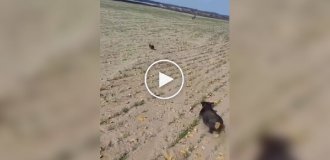 Погоня собаки мисливської породи за диким звіром