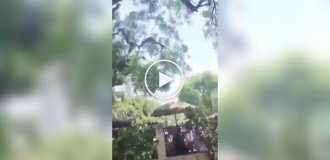 Обезьяна украла сумку с деньгами и устроила дождь из купюр с дерева