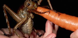 Гигантская уэта: в Новой Зеландии эти чудовища заменяют зайцев! (7 фото)