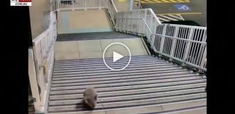 Trains were stopped and the police were called: a koala caused a stir at a Sydney train station