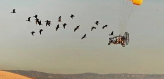 Воздушный детский сад: орнитологи на парапланах вручную везут ибисов на каникулы в Испанию (фото)