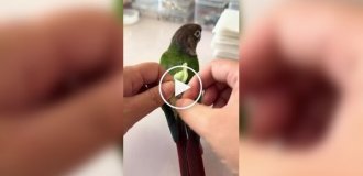 A woman showed how she changes a parrot's diaper