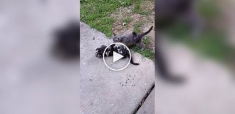 Опоссумы перепутали кота с мамой и ввели его в ступор