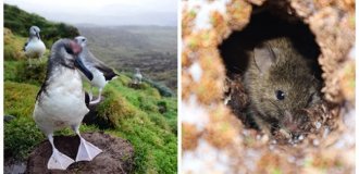 How scientists plan to protect the birds of Marion Island from invasive rodents (8 photos + 1 video)