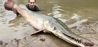 Armored Pike: Even Crocodiles Don’t Mess with It, and Its Armor Can’t Be Pierced with a Knife (10 photos)