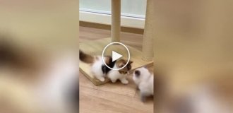 Милая и забавная битва котят