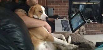 15 photos of jealous pets who demonstrate with their whole appearance who is the owner's true love (15 photos)