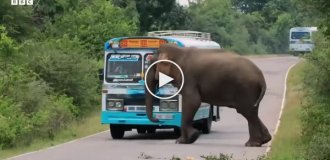 A cunning elephant extorts treats from drivers