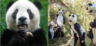 In Japan, pandas were replaced by fake employees (6 photos)