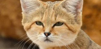 Sand cat: drinks blood instead of water and eats poisonous snakes (10 photos)