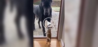 Дрібні «хоробрі» собачки проти гігантів