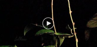 Паук, который ставит ловушки-катапульты