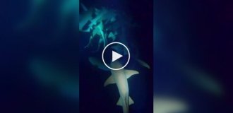 На Мальдивах туристы устроили ночное погружение среди акул