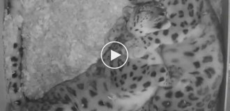 Типичная сцена из жизни семьи снежных барсов