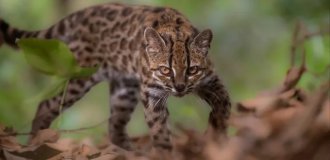 Леопард размером с котёнка: в Боливии нашли вид, которого не знала наука (12 фото)