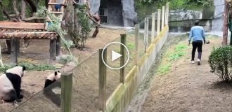 Pandas in Chongqing imitated an employee's gesture