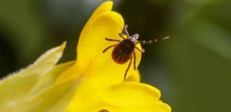 Средство от клещей для кошек: что действительно работает весной и летом