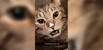 Острая реакция кошек на неприятные им запахи