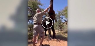 Tourist tried to get an elephant to drink beer