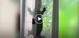 A huge monitor lizard got stuck in the window bars of a Bangkok home