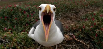 They make postmen run: crazy seagulls attack mail and steal letters and parcels (4 photos)