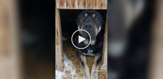 Рейдерский захват будки: коты оккупировали сторожевого пса