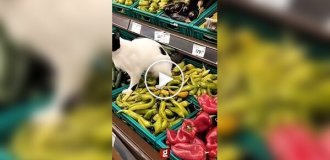 У овочевому відділі магазину кішка справила потребу прямо на перці