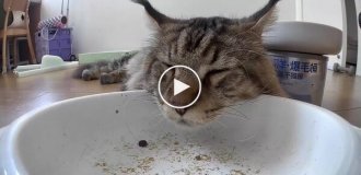Кот спит рядом с автоматической кормушкой